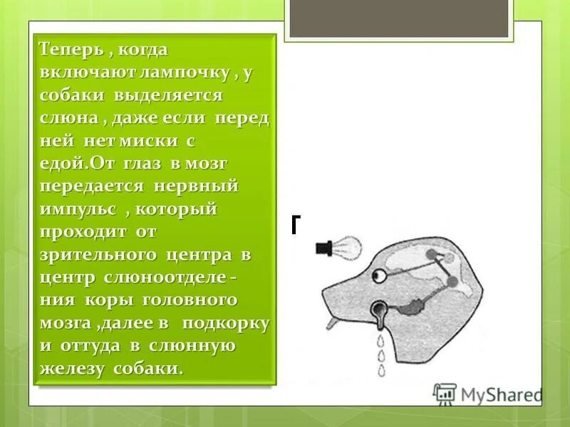 У собаки выделяется слюна. Собака Павлова рефлекс на лампочку. Собака Павлова эксперимент. Собака Павлова эксперимент с лампочкой кратко. Опыт Павлова с собакой и лампочкой.