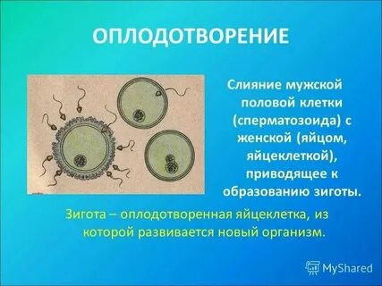 После слияния половых клеток образуется