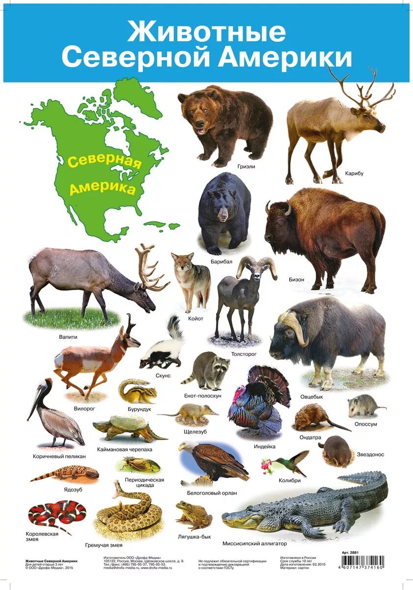 Животные северной америки 2 класс. Животные Северной Америки. Животные сеаерноцамерикиь. Северная Америка живот.