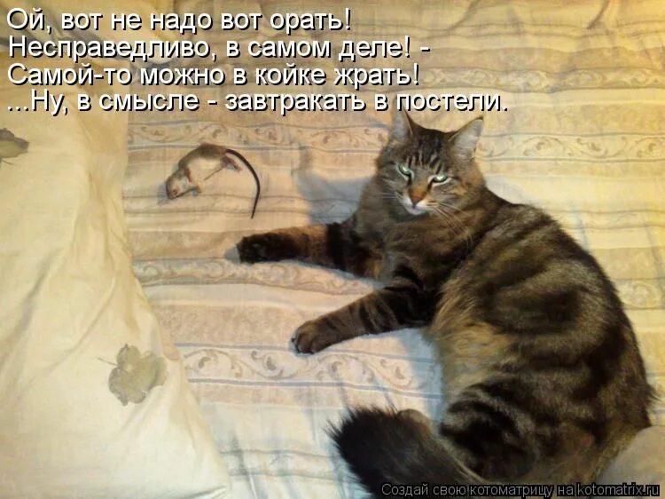 Какие люди картинки. Надпись кот. Смешные рыжие котята с надписями. Удивление прикольные. Вот этот не нашел.
