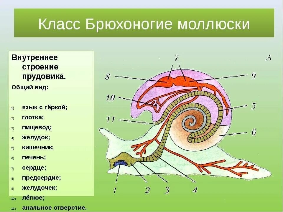 Моллюски общее строение. Строение брюхоногого моллюска 7 класс. Брюхоногие моллюски строение системы. Класс брюхоногие моллюски внутреннее строение. Тип моллюски класс брюхоногие внешнее строение.