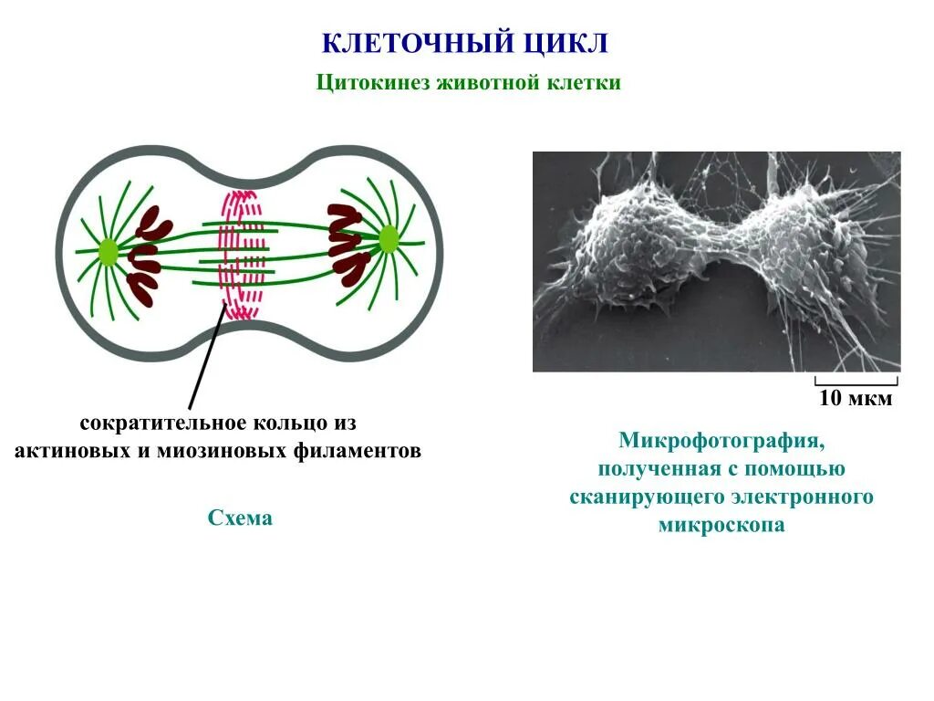Клеточная перетяжка у каких клеток. Актиновые филаменты цитокинез. Цитокинез митоза. Цитокинез у животных и растительных клеток. Цитокинез животной клетки.