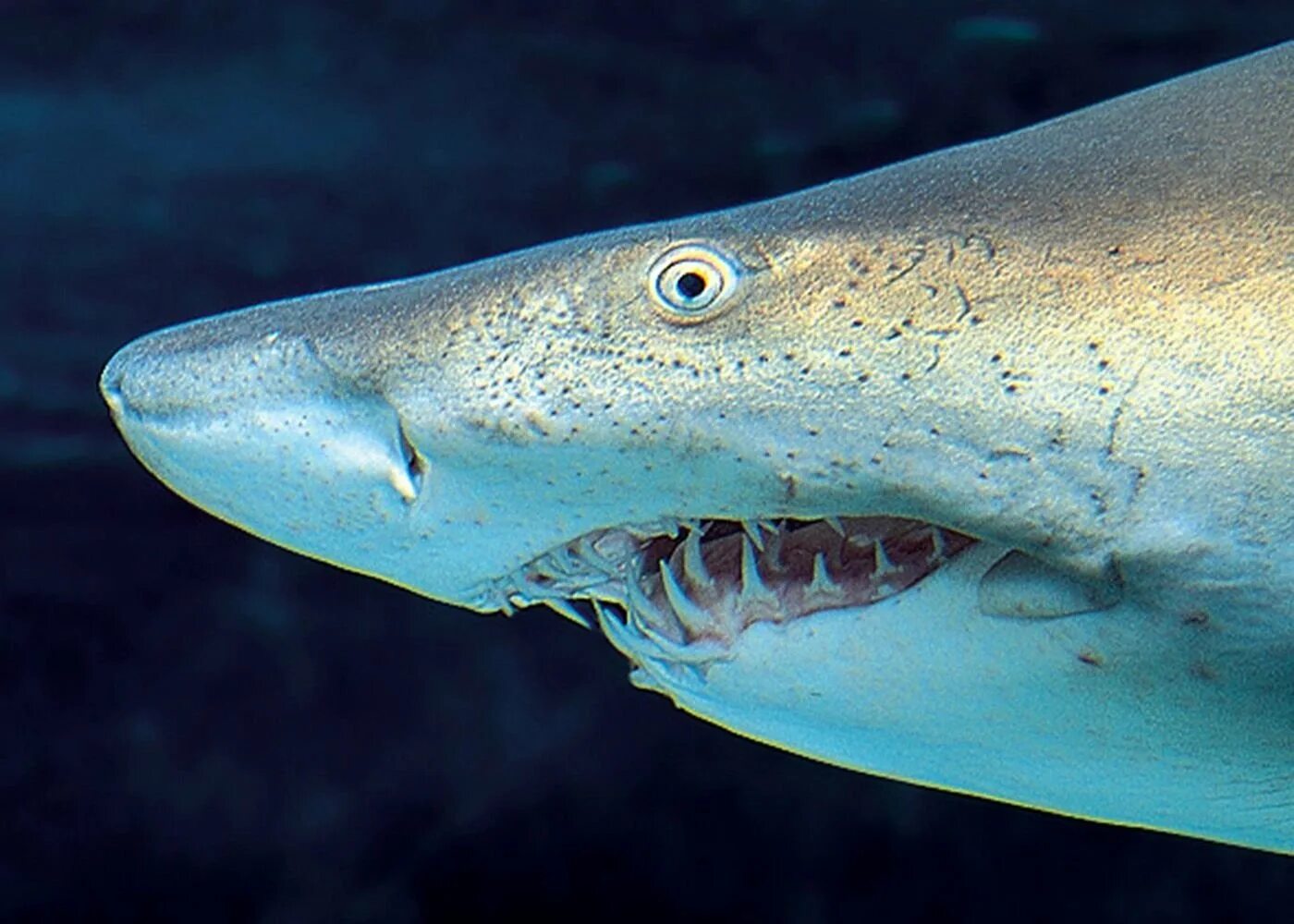 Carcharodon carcharias. Мегалодон и большая белая акула. Акула валюта. Акула кархародон. Акула валюта.