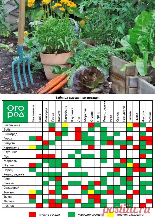 Соседство грядок на огороде. Таблицы смешанных посадок. Совместимость овощей на огороде. Растения соседи. Совместные посадки овощей.