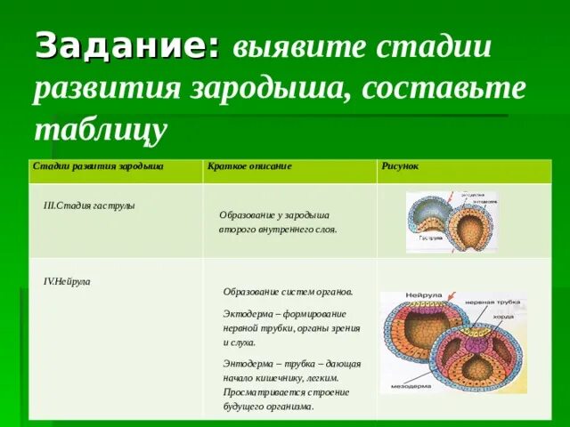 У представителей какого класса развитие зародыша. Гаструла это стадия развития зародыша. Стадии развития зародыша кратко. Третья стадия развития зародыша. Стадии зародышевого развития таблица.