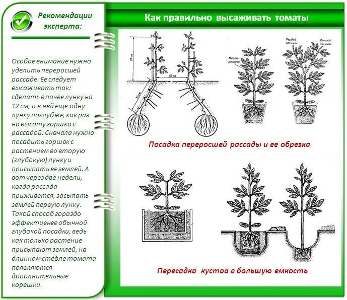 На какую глубину сажают рассаду. Схема высаживания рассады помидоров. схема выращиваем рассаду помидор. высадка рассады томата схема. глубина посадки томатов в открытый грунт.