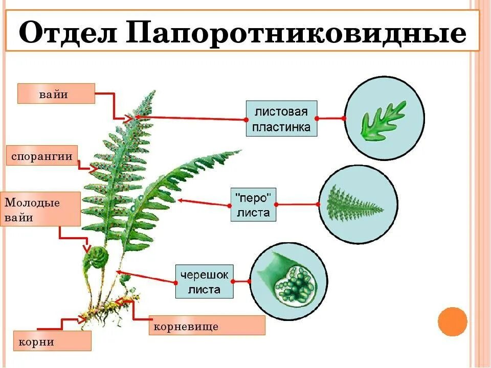 Какие особенности строения и физиологии папоротникообразных. Отдел Папоротникообразные строение. Строение папоротниковидных растений. Папоротник Щитовник мужской строение. Строение растения папоротника.