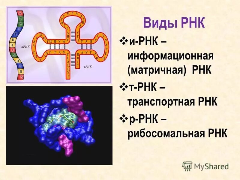 Виды рнк характеристика. Типы РНК строение. ИРНК ТРНК РРНК. Схема строения всех видов РНК. РНК состав строение и типы РНК.