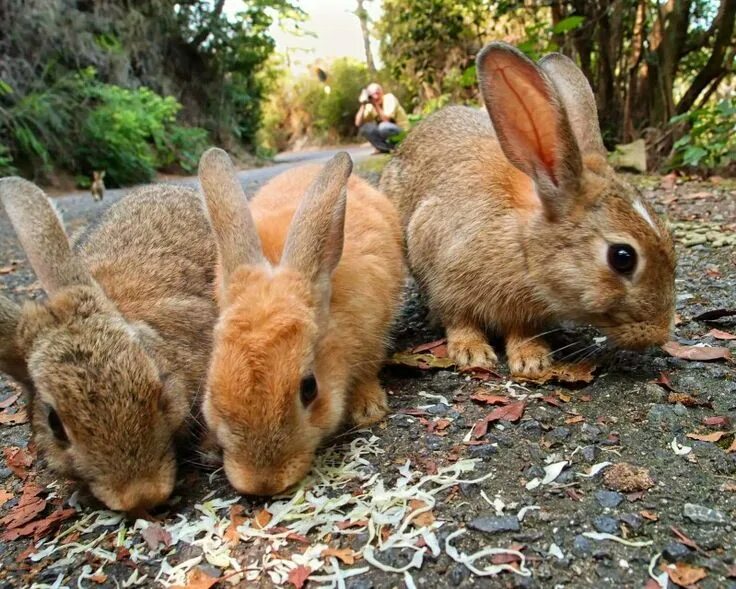 Six rabbits