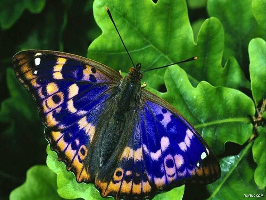 Разнообразие бабочек. Красивые бабочки. Многообразие бабочек. Виды бабочек. Разные бабочки.