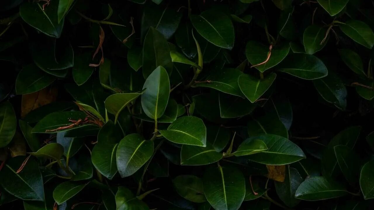 Free Images : leaf, flower, green, produce, botany, flora, shrub, deciduous, flo
