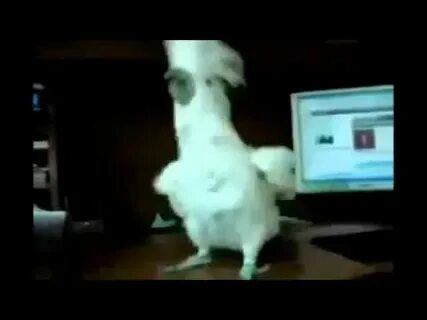 Видео попугай танцует под