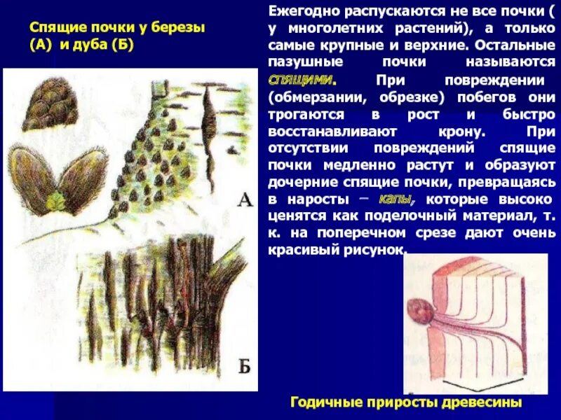 Какую функцию выполняют спящие почки. Спящие почки у березы. спящие почки растений. спящие почки. спящие почки у березы и дуба.