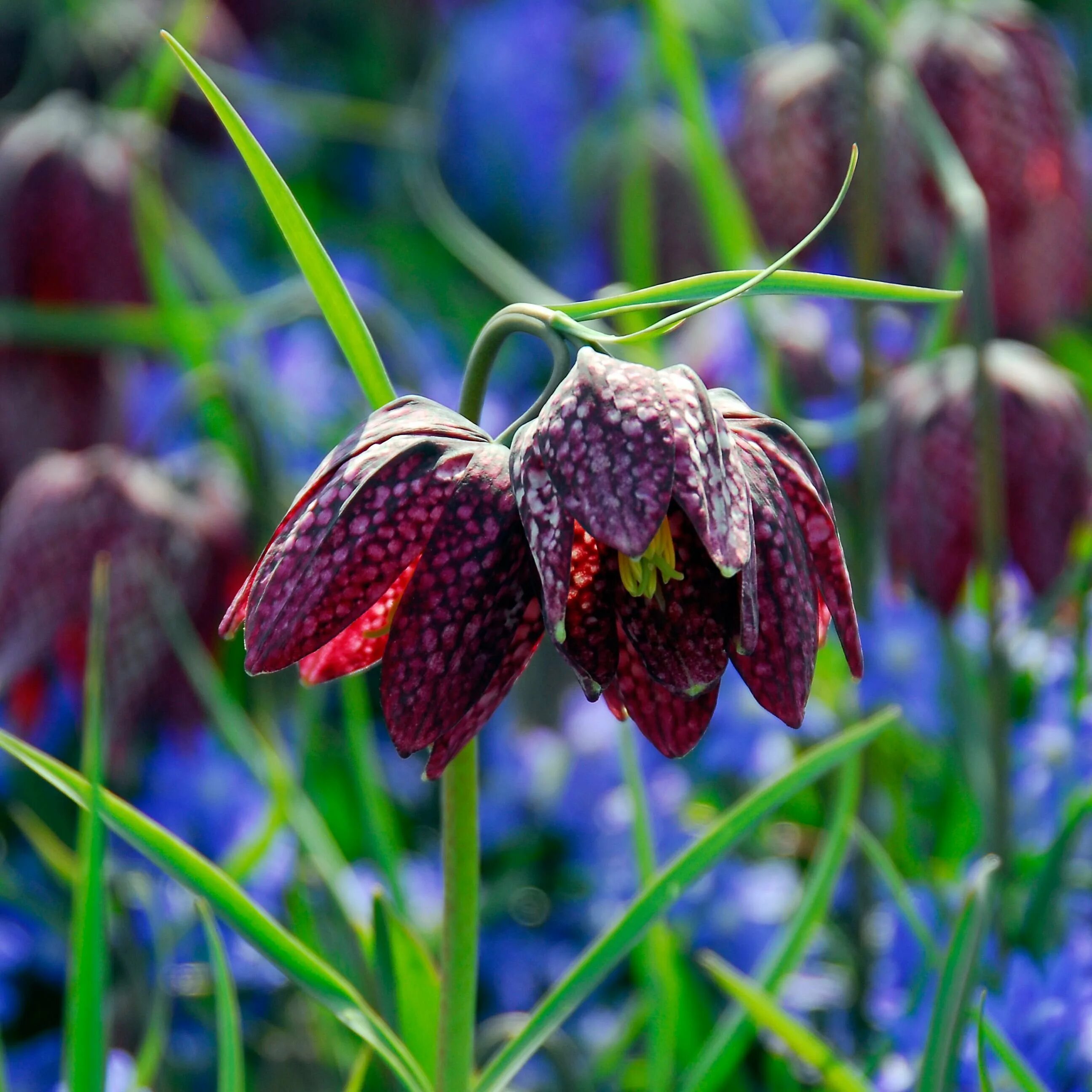 Рябчик шахматный Fritillaria meleagris. Рябчик (фритиллярия) мелеагрис. Королевский рябчик шахматный. Фритиллярия фото