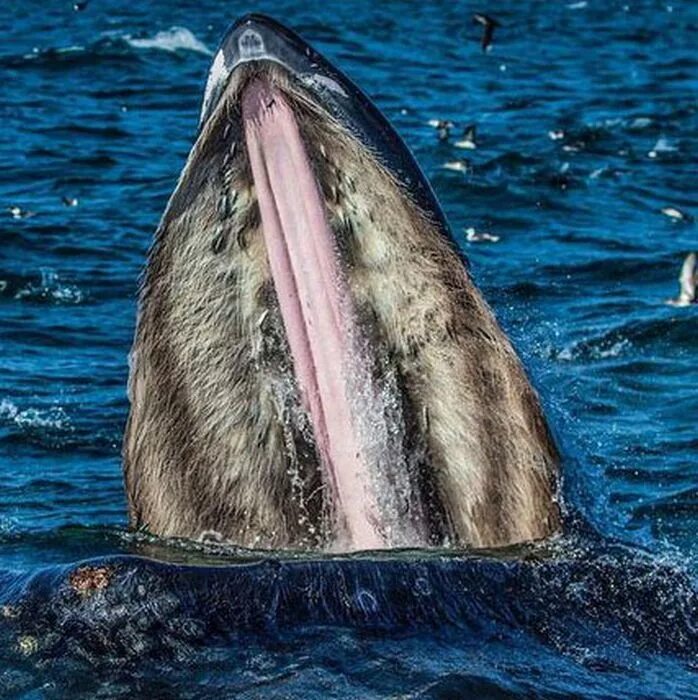 синий кит цедильный аппарат. кашалот это зубатый кит. есть ли у кита зубы. китовый ус горбатого кита. челюсть кита.