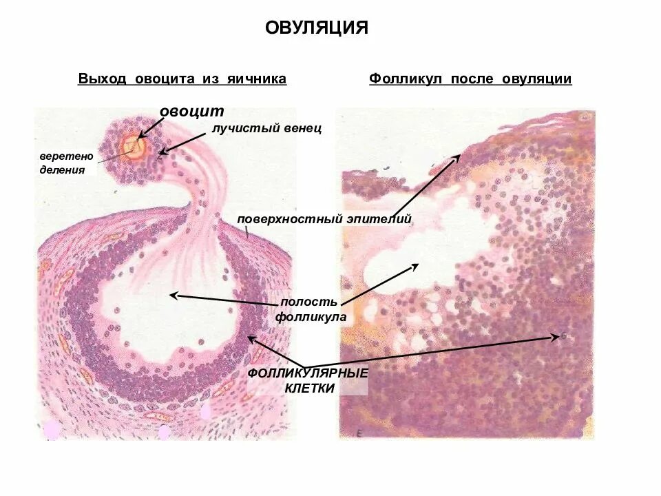 Фолликулы 6 мм. Фолликул после овуляции.