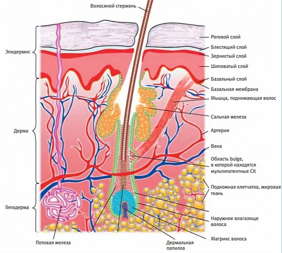 Где расположены сальные потовые железы корни волос. Строение волоса. Строение волосяного фолликула. Волосяной стержень. Корни волос расположены в эпидермисе.