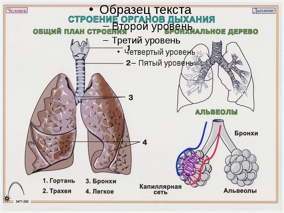 Легкие человека конспект. Общее строение дыхательной системы. Дыхательная система органов структура. Система органов дыхания схема. Строение дыхательной системы человека альвеолы.