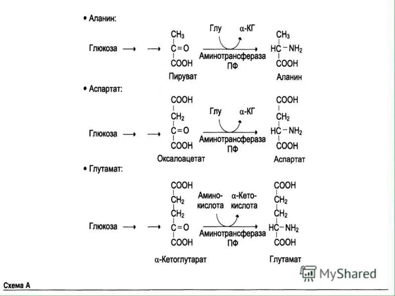 Синтез глюкозы в организме. Схема синтеза Глюкозы аланина.. Синтез Глюкозы из аланина реакция. Схема синтеза Глюкозы из аспарагиновой кислоты. Синтез Глюкозы из аспартата реакции.