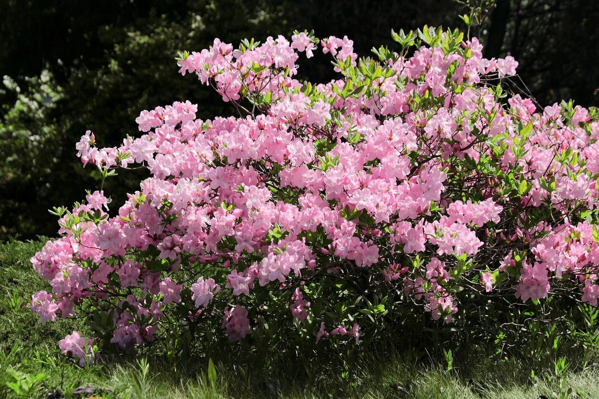 Фото красивых цветущих кустарников. Рододендрон куст.