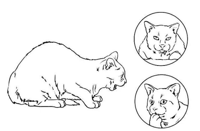 Почему кот кашляет и вытягивает. Кошка подавилась костью. кот подавился что делать. кот подавился костью от рыбы.