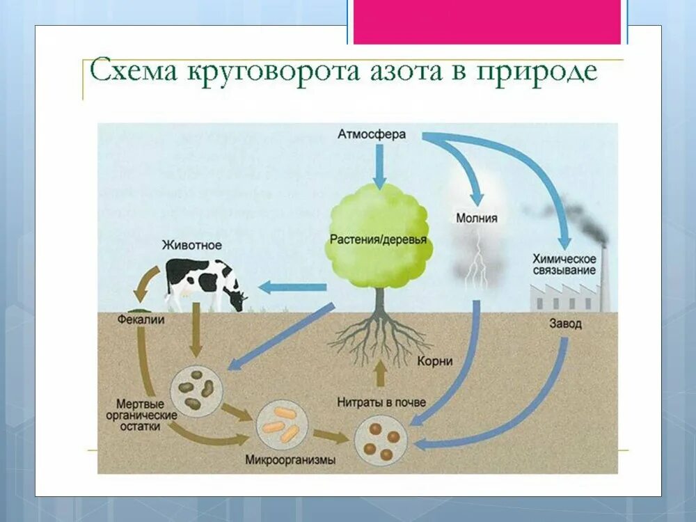 Химические сигналы. Природа сигнала химическое соединение. Химические сигналы животных примеры. Понятие о сигнальных молекулах. Классификация сигнальных молекул.