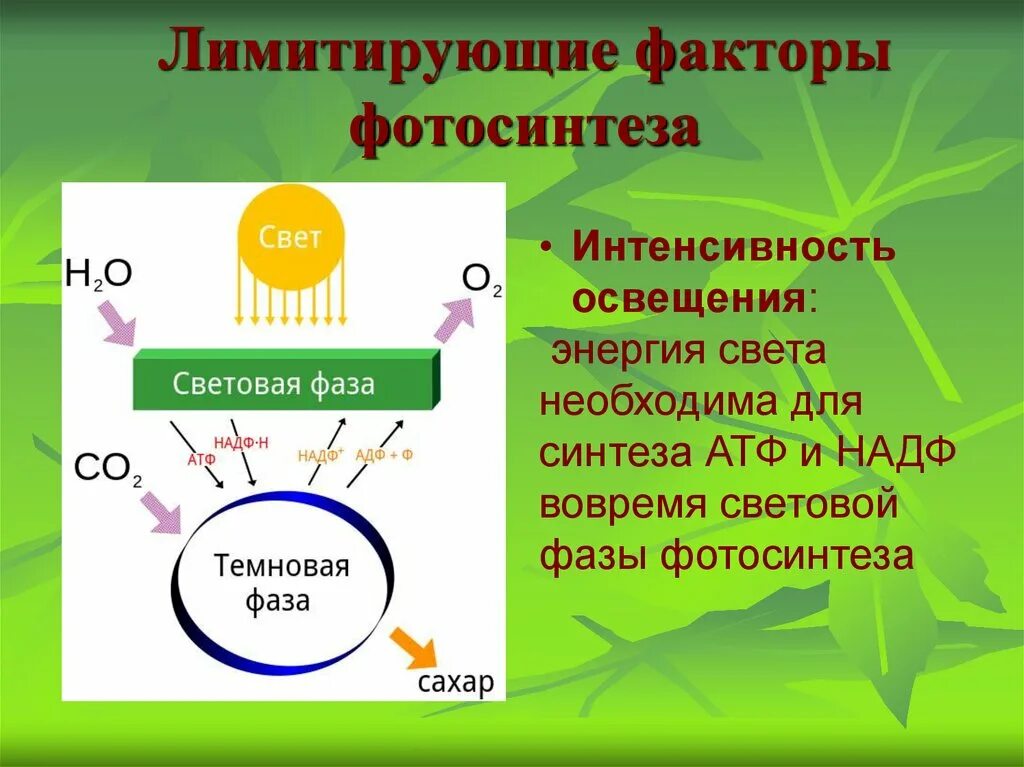 Какой лимитирующий фактор. Лимитирующий фактор. лимитирующие факторы фото. лимитирующие факторы фотосинтеза. имитирующие факторы фотосинтеза.