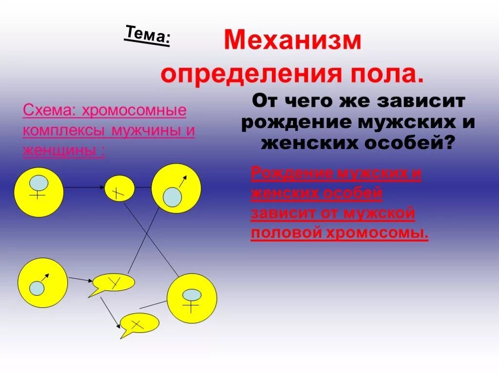 Что определяет пол человека. Механизмы определения пола. Генетика пола. Генетика пола презентация. Определение мужского пола.