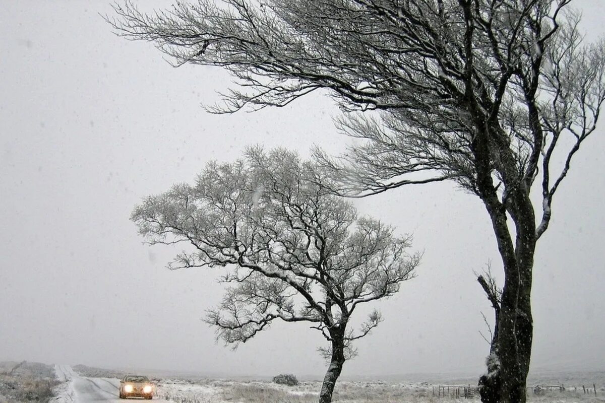Дерево сильная буря. Усиление ветра. Сильный ветер зимой. Зимнее дерево на ветру. Сильный ветер со снегом.