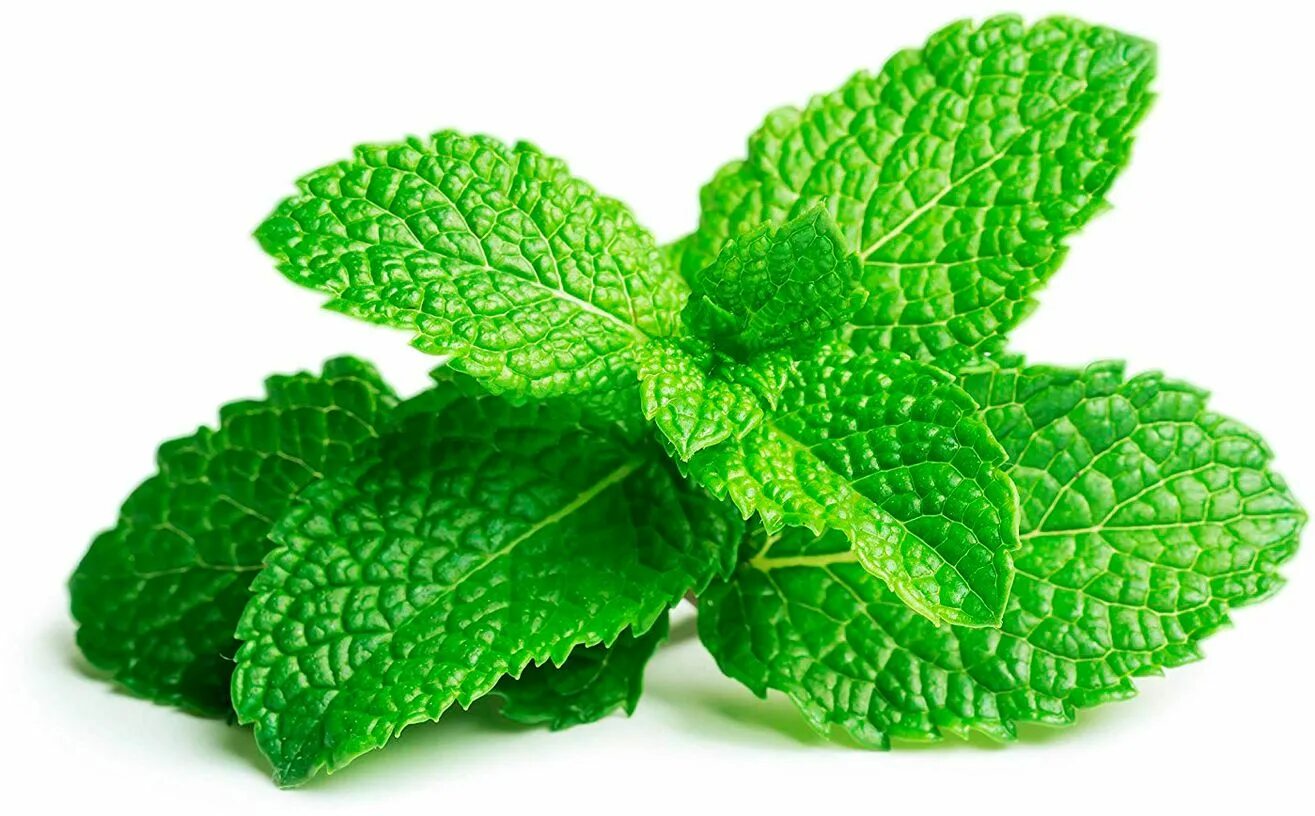 Mint фото. Мята перечная листья. Мята перечная листочки. Мята перечная (Mentha piperita).