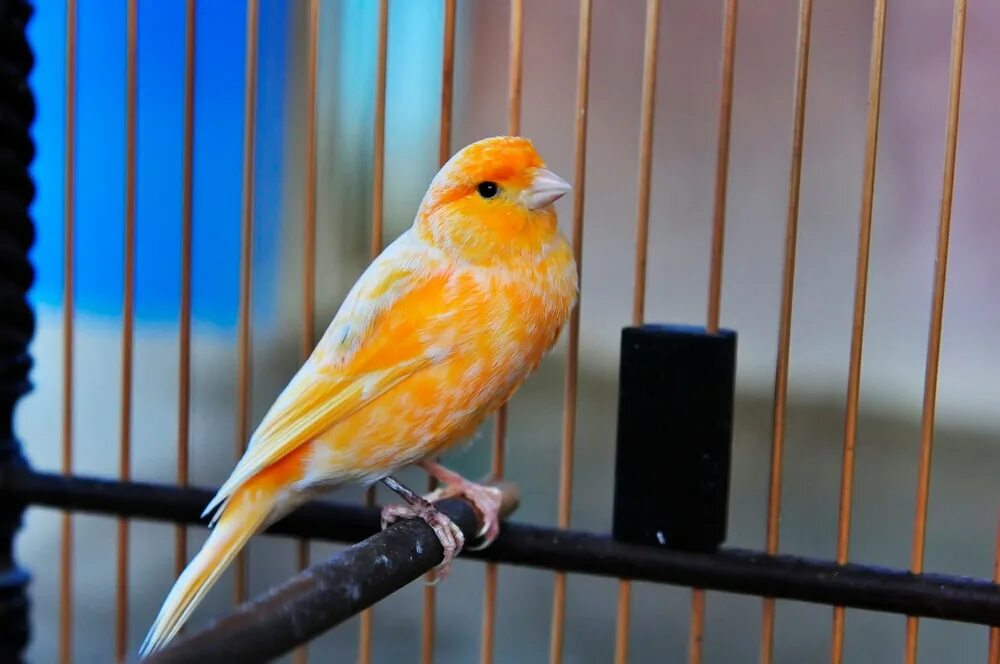 Canary mod