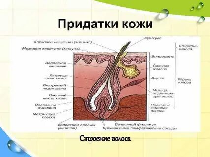 Придатки