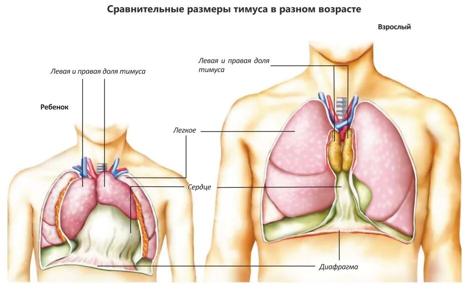 Тимус у взрослых. Тимус у взрослых
