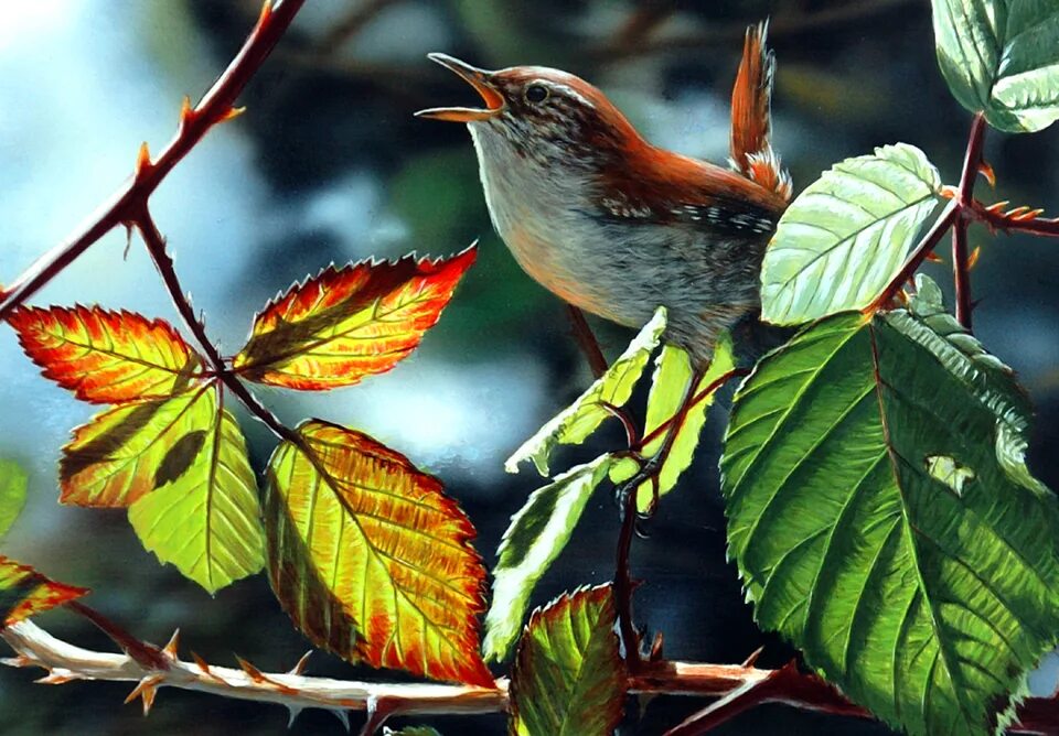 Певчие птицы соловей лесной. Соловей птица. Пение птиц утром в лесу. Соловей птичка певчая. Певчие птицы подмосковья.