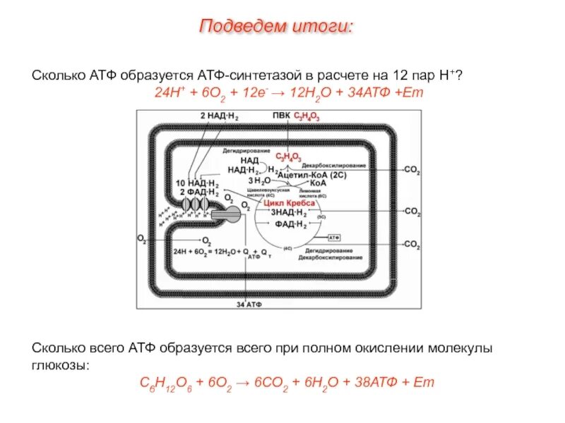 Пвк сколько атф. Синтез молекул АТФ АТФ синтетазой. Сколько энергии в АТФ. Сколько энергии аккумулировано в 1 АТФ. Пример реакции с АТФ синтетазой.