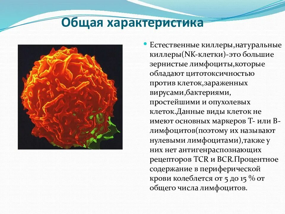 Nk клетки функции. Натуральные киллеры (nk). большие гранулярные лимфоциты. естественные киллеры т-лимфоциты. натуральные киллеры это клетки иммунной системы. nk клетки иммунология.