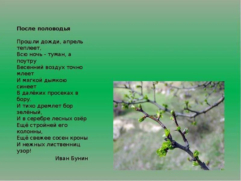 Стихи про весну после половодья. Стих про весну. Прошли дожди апрель теплеет стих.