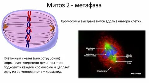 Хромосомы выстраиваются по экватору