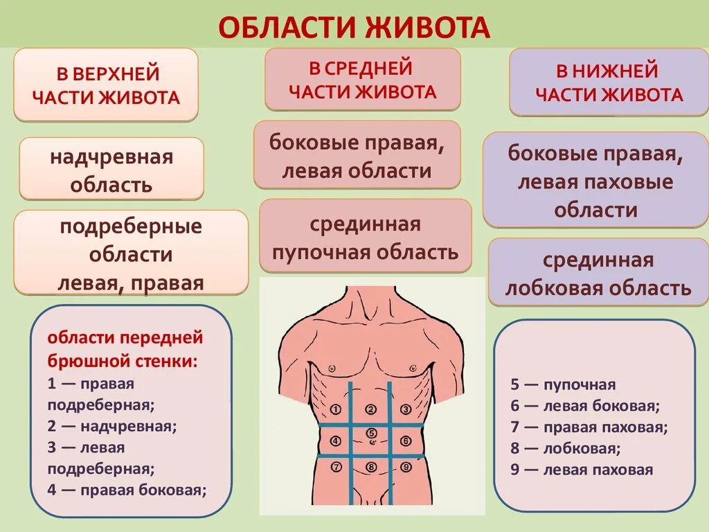 Неприятное ощущение в верхней части живота это. Области живота. Анатомические области живота. Топографические области живота. Разделение живота на области.