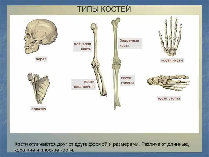 Какой тип костей. Типы костей. Кость типы. Плечевая кость Тип кости. Плоские кости отличия у ребенка.