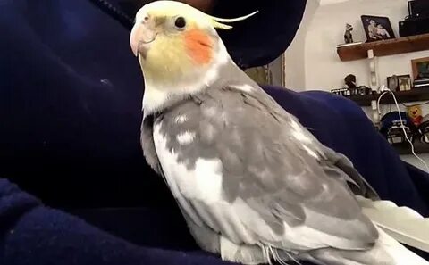 Корелла скрипит клювом