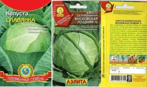 Поздние сорта капусты для квашения