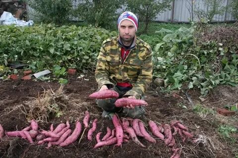 Посадка батата