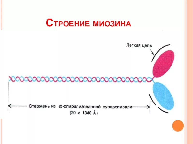 Белок миозин 2. Структура миозина биохимия. Миозин структура белка. Молекула миозина схема. Строение белка миозина.