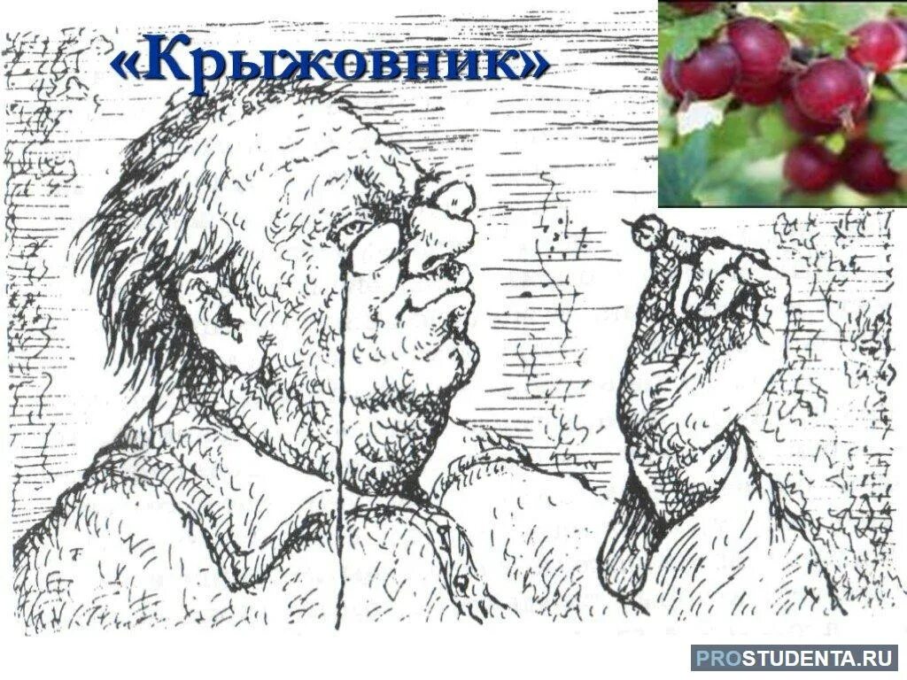 Крыжовник о любви. Иллюстрации к произведению крыжовник чехова. иллюстрации к рассказу чехова крыжовник. произведение крыжовник чехов.