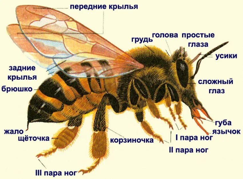 Как определить осу