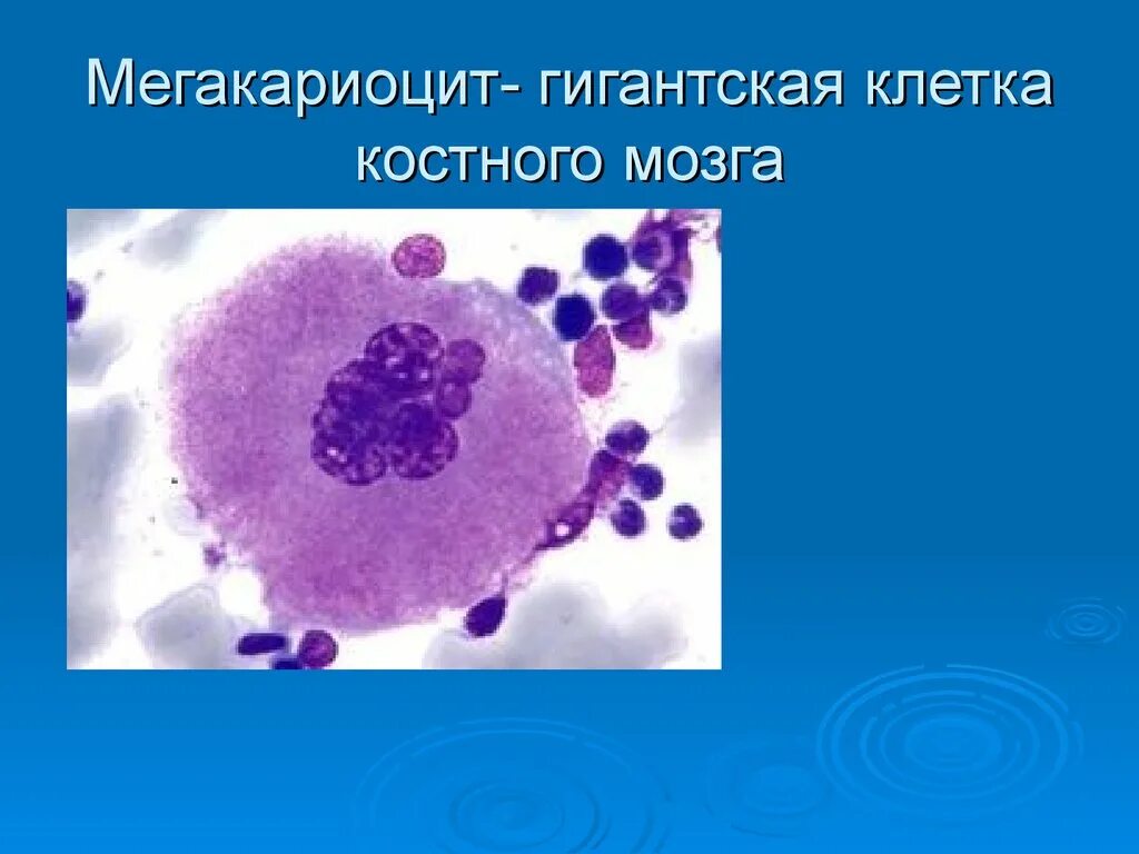 Мегакариоцит цитоплазма. Мегакариоциты в костном мозге. мегакариоциты красного костного мозга. красный костный мозг мегакариоциты препарат. тромбоциты мегакариоциты.