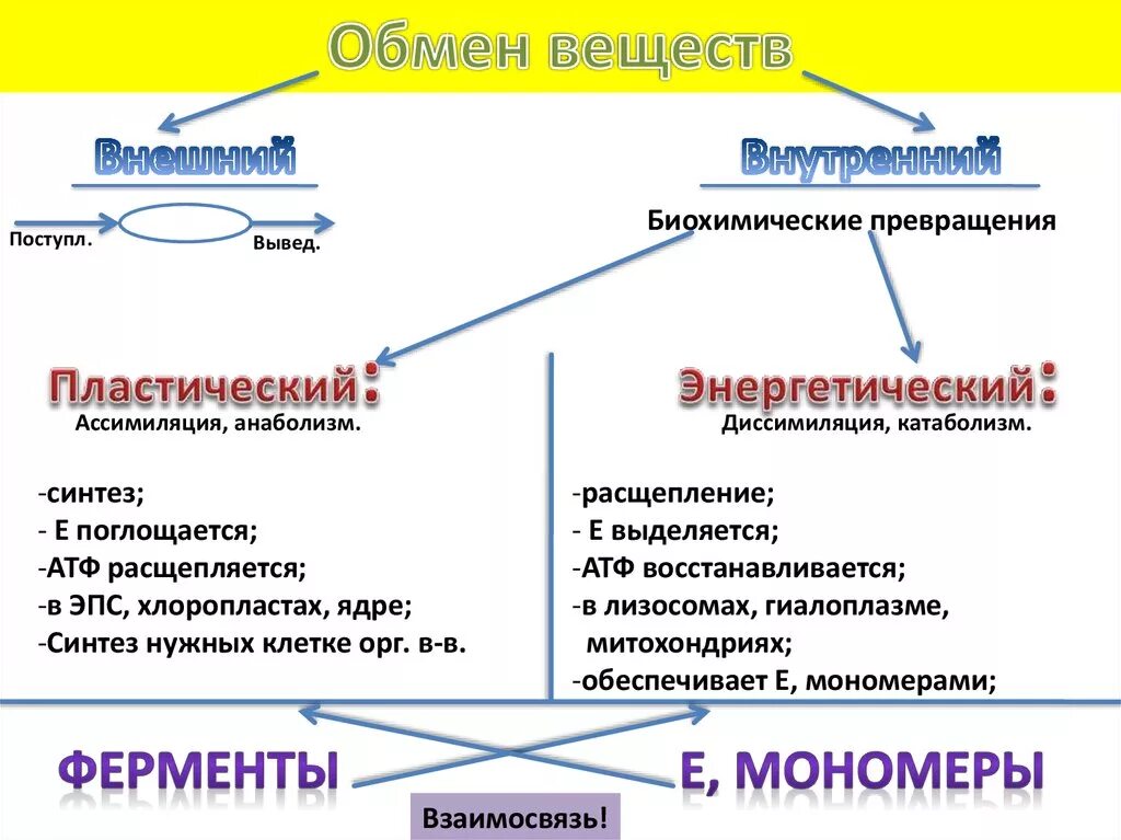 Схема ассимиляция диссимиляция обмен веществ в организме. Энергетический обмен пластический обмен Синтез сложных веществ. Метаболизм схема ассимиляция. Процессы составляющие метаболизм клетки.