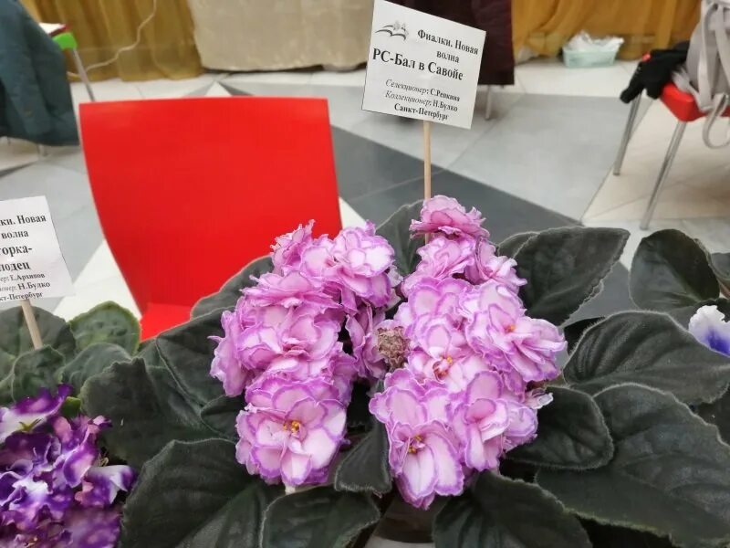 Наталья булко фиалки. Выставка фиалок в спб 2022 в кировском универмаге. Фиалки выставка кировский универмаг. Выставка комнатных растений в универмаге кировском спб. Выставка фиалок в кировском универмаге.