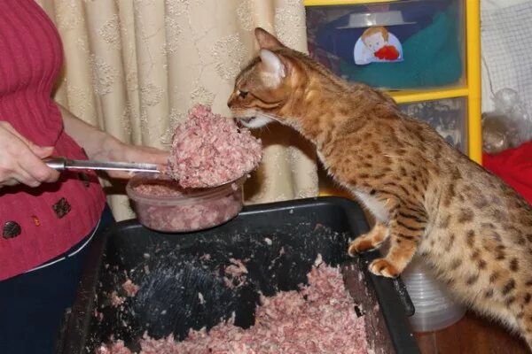 Питание кошек. Бенгальская кошка питание. Еда для котят.